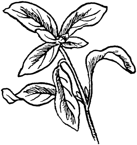 Marjoram 2 Coloring Page